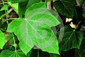 Closeup of green chaya (Cnidoscolus aconitifolius) growing outdoors