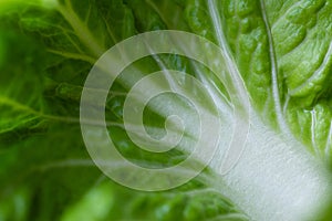 Green chinese cabage on natural green background
