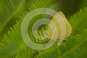 Closeup of a green color butterfly perching on a green leaves