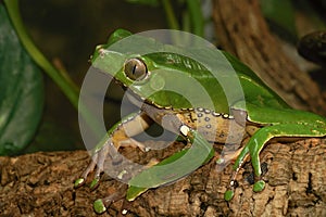 Closeup on a green colored Waxy monkey tree frog, Phylomedusa bicolor