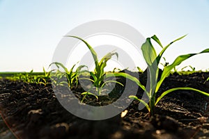 Closeup of green corn sprouts planted in neat rows. Green young corn maize plants growing from the soil.