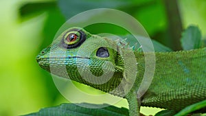 Closeup of a green crested lizard (Bronchocela cristatella)