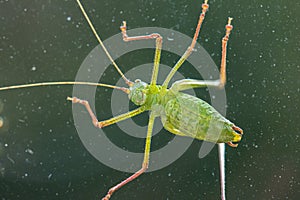 Closeup of a green cricket