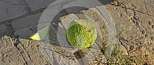 Closeup green cut maclura pomifera fruit as an ingredient for medical ointments