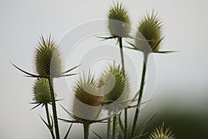 Closeup of green cutleaf teasel seeds with blue sky on background