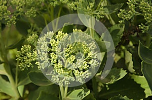 Closeup of a green decorative plant on a flowerbed with flowerless buds in the sun