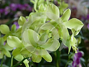 Closeup of Green Dendrobium Orchid flowers