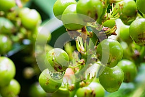 Closeup of green Dracaena loureiri Gagnep & x28;agavaceae& x29; fruit with raindrop. Dragon tree