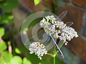 Green dragonfly sitting on blooming common Valerian Valeriana officinalis