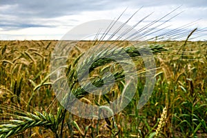 Closeup green ear of barley, rural culture, agriculture concept
