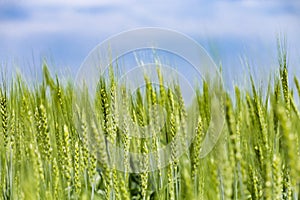 Closeup of green ears of wheat or rye in a field. Ukrainian wheat. Agriculture field background. Selective focus