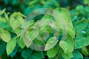 Closeup of green epimedium koreanum herbs and plants growing on stems in lush home garden. Group of vibrant leaves on