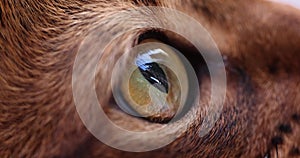 Closeup of green eye of pedigreed cat 4k movie