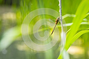 Closeup of a Green-eyed hawker dragonfly, Aeshna isoceles