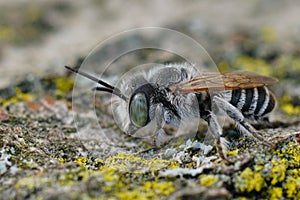 Closeup on a green eyed, small white banded male leafcutter bee