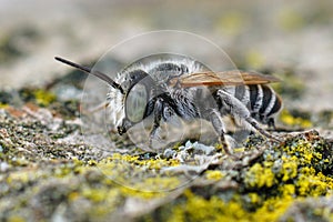 Closeup on a green eyed, small white banded male leafcutter bee