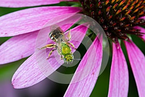 Closeup of green female sweat bee on purple coneflower.