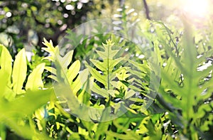 Closeup green fern leaf is beautiful.