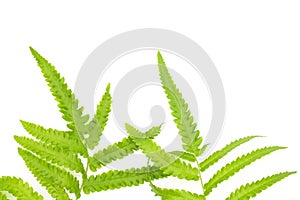 Closeup Green fern leaf isolated on white background of file with Clipping Path and copy space ,space for text or images