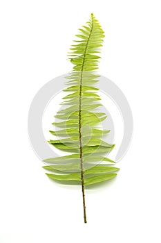 Closeup Green fern leaf with water droplets isolated on white background