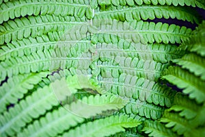 Closeup of green fern stem and leaves