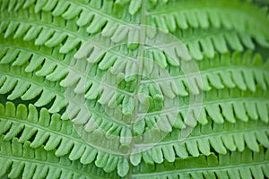 Closeup of green fern stem and leaves