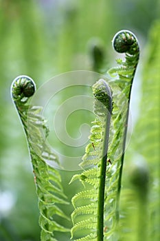 Closeup of green ferns (Polypodiopsida)