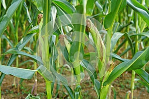 Closeup of the green field of growing corn