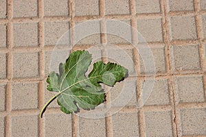 Closeup of a green fig leaf on the tiled ground of a park