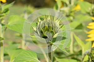 Closeup of a green flower bud of a sunflower on a sunny summer day