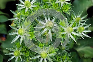 Closeup of the green flower buds on a Sea Holly plant