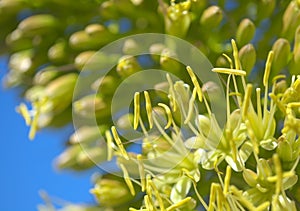 Closeup of green flowers in Agave attenuata, Foxtail agave