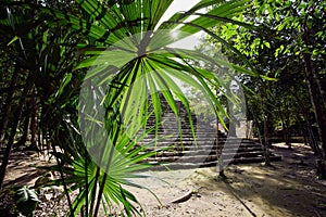 Closeup of green foilage trees near the entrance stairs of Maya ruins, Tulum, Mexico