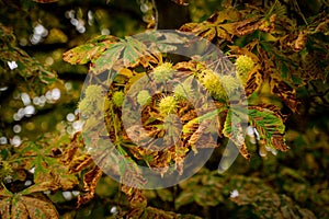 Closeup of a green and fresh Horse chestnut tree with its fruitage