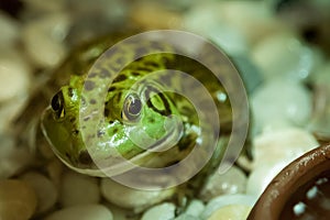 Closeup of a green frog.