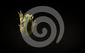 Closeup of a green frog on a black background