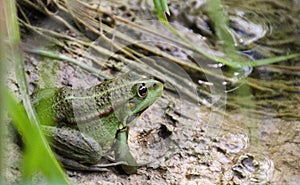 Closeup of a green frog near the pond. Lithobates clamitans.