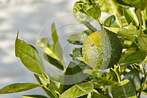 Closeup of green fruit growing on a tree on a sunny day. Zoom in on texture and details of a lime, ready to be picked on