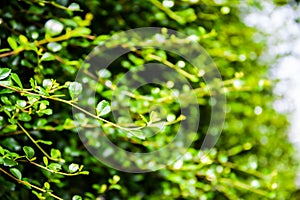 Closeup green Fukien tea blurt background