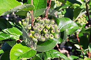 Closeup of green fuzzy viking chokecherry berries