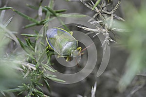 Closeup on a green gorse shield bug, Piezodorus lituratus sitting in an Ulex europaeus shrub photo