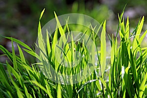 Closeup of the green grass