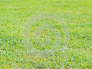 Closeup of green grass background