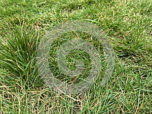 Closeup of Green grass on the lawn