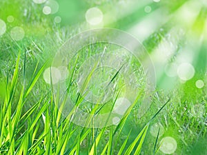 Closeup of green grass on a sunny day with green abstract bokeh background