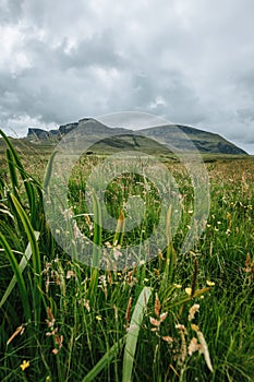 Closeup of green grass and vegetation against hills on the Skie Island in Scotland photo