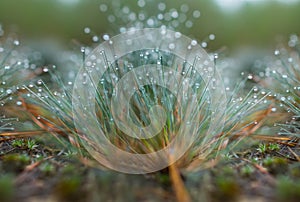 Closeup green grass in water drop