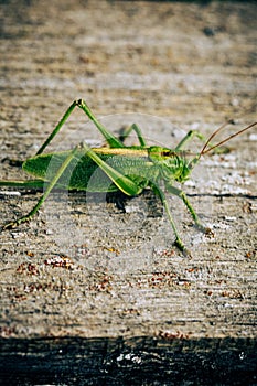 Closeup green grasshopper on wooden board