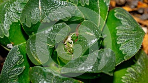 Closeup of green Haworthia hybrid