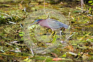 Closeup of a Green Heron in Florida